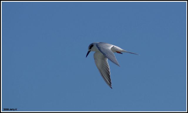 Forster's Tern